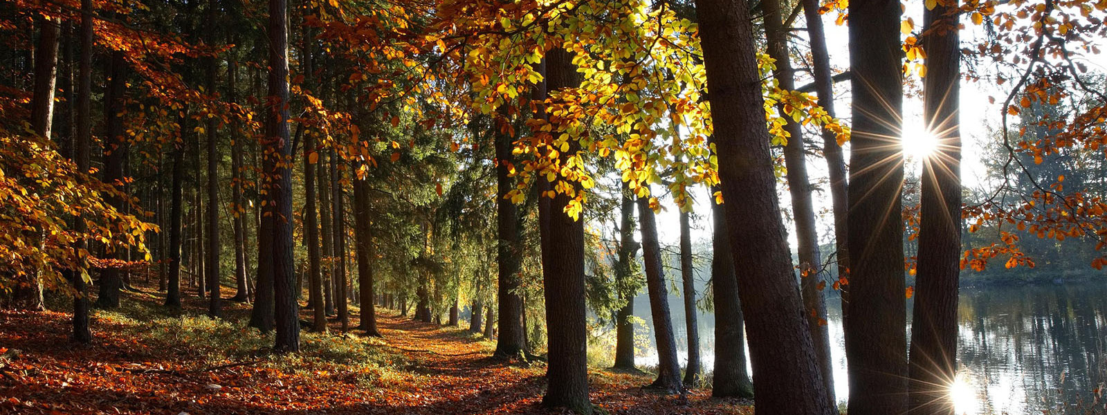 Autumn woodland scene