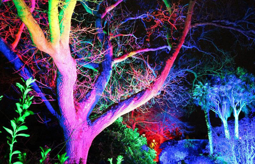 Trees lit up with colourful lighting.