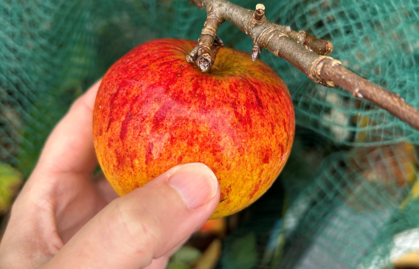 Apples