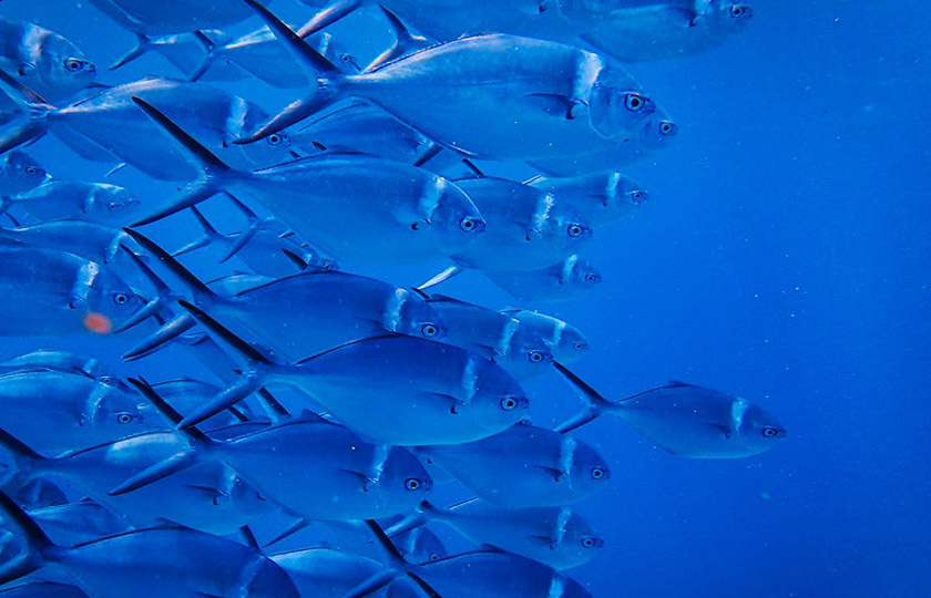 Fish in the ocean
