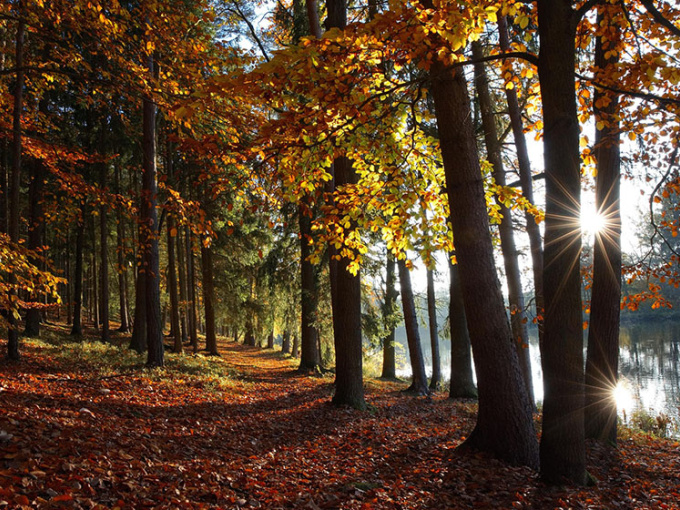 Autumn woodland 