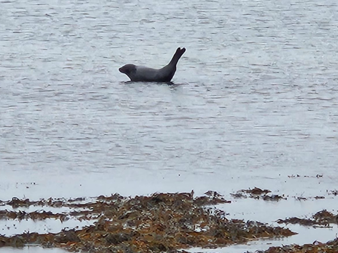 seal