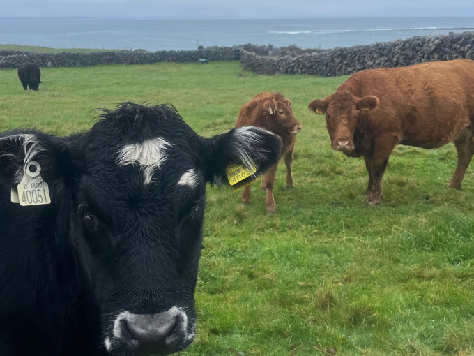 cows