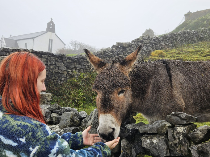donkey