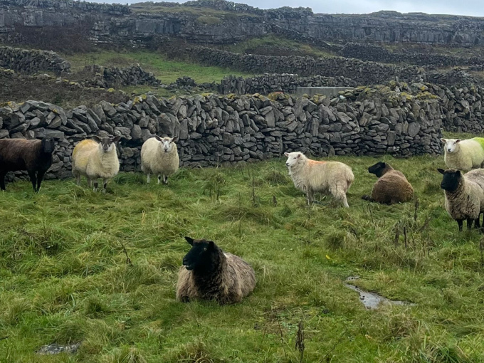 sheep