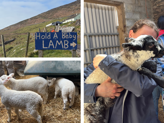lamb